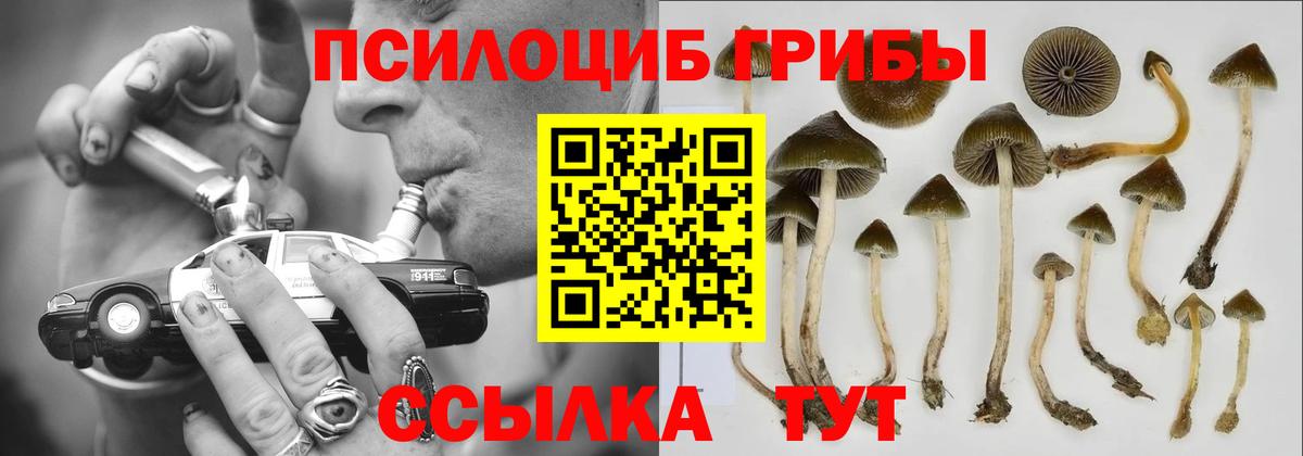 Галлюциногенные грибы прущие грибы  Галлюциногенные грибы Psilocybine cubensis  Вход с VPN  Хасавюрт 